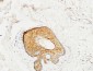 14-3-3 σ Polyclonal Antibody